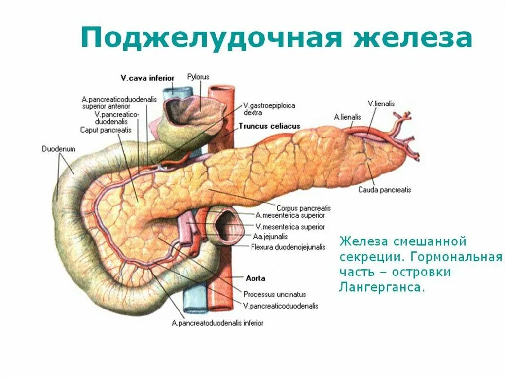 Поджелудочная железа строение фото Каково строение и функции поджелудочной железы: найдено 90 изображений