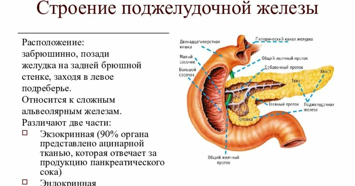 Поджелудочная железа строение фото Заболевания экзокринной части поджелудочной железы - найдено 87 картинок