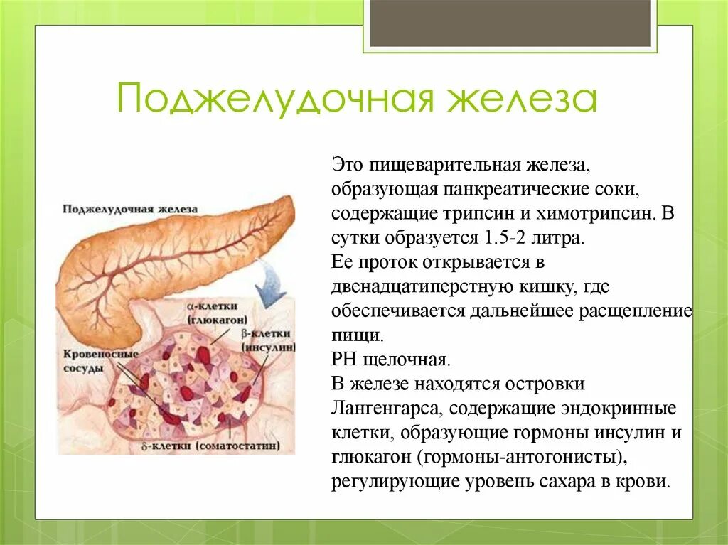 Поджелудочная железа строение фото Для чего нужна поджелудочная железа