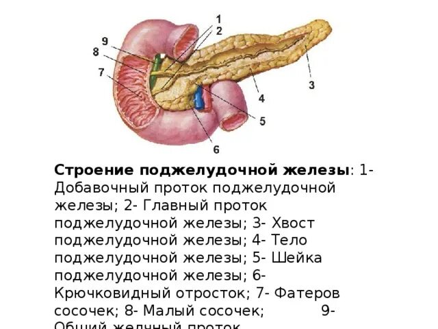 Поджелудочная железа строение фото Эндокринная система - Биология - Презентации - 8 класс