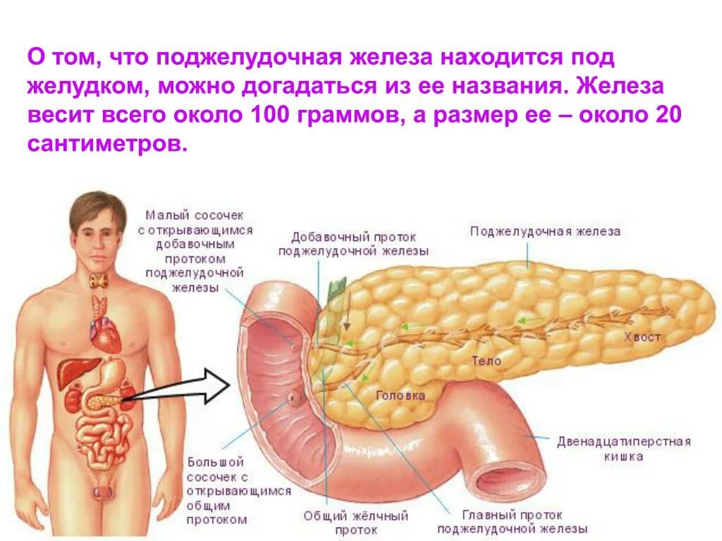 Поджелудочная железа строение фото Почему болят поджелудочной железы