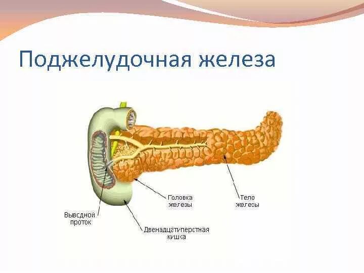 Поджелудочная железа строение фото Внешние функции поджелудочной железы