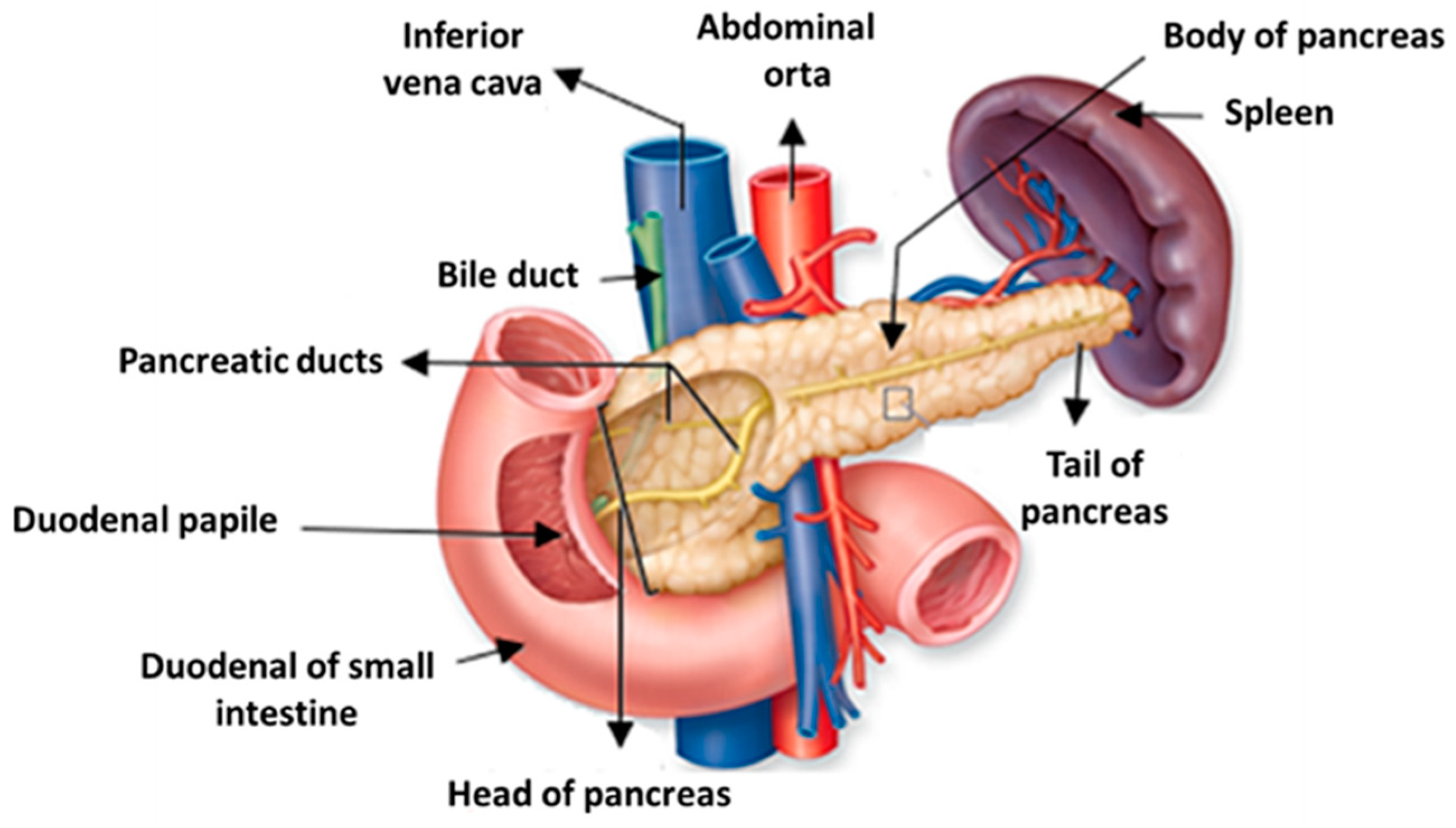 Поджелудочная железа строение фото Pharmaceutics Free Full-Text Advances in Pancreatic Cancer Treatment by Nano-Bas