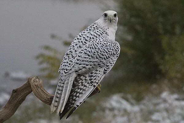 Поезд белый кречет фото Животные Тундры, занесенные в Красную Книгу России