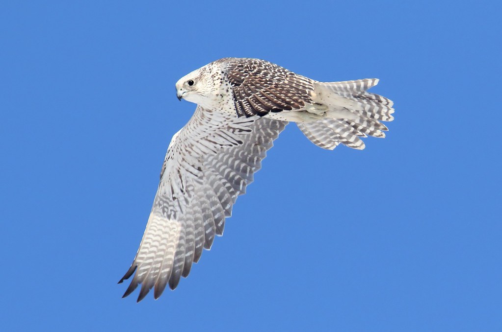 Поезд белый кречет фото Gyrfalcon (Falco rusticolus) Apparently, I chose the right. Flickr