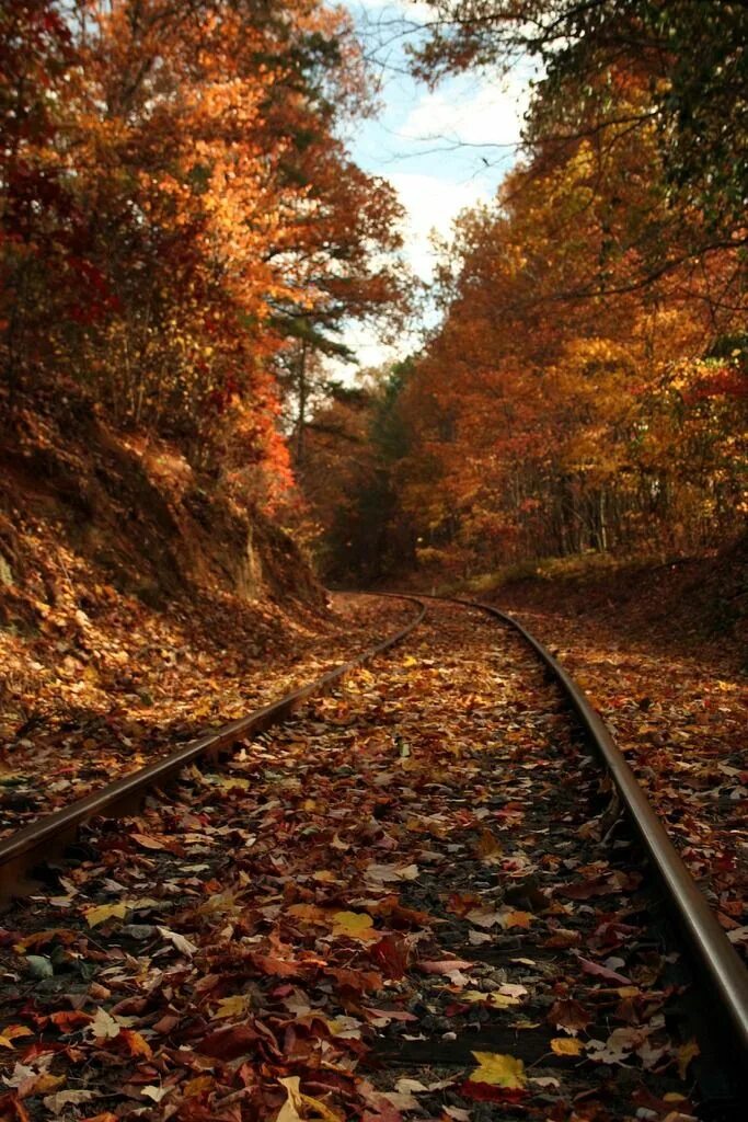 Поезд в осеннем лесу фото Beauty by Rail Autumn scenery, Railroad tracks, Scenery