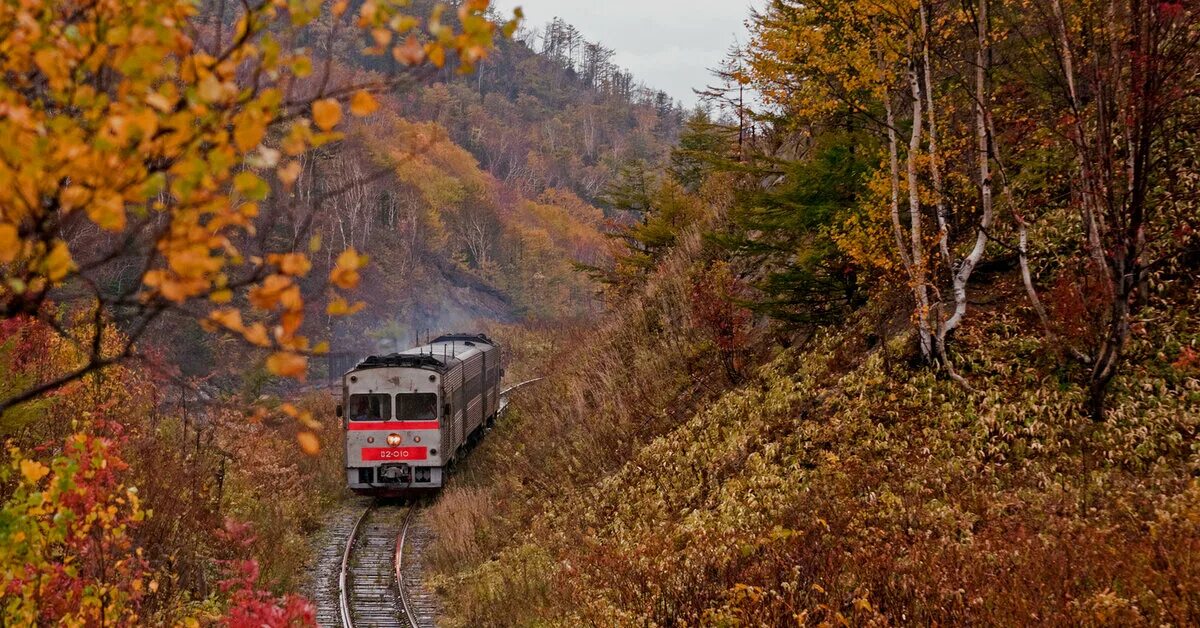 Поезд в осеннем лесу фото Сахалин - последняя узкоколейка сети РЖД. Вскоре и она будет ликвидирована. Успе