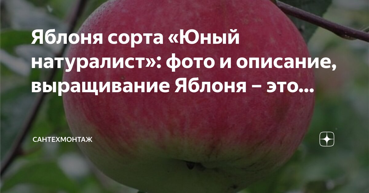 Поэзия яблоня описание фото Яблоня сорта "Юный натуралист": фото и описание, выращивание Яблоня - это. Санте