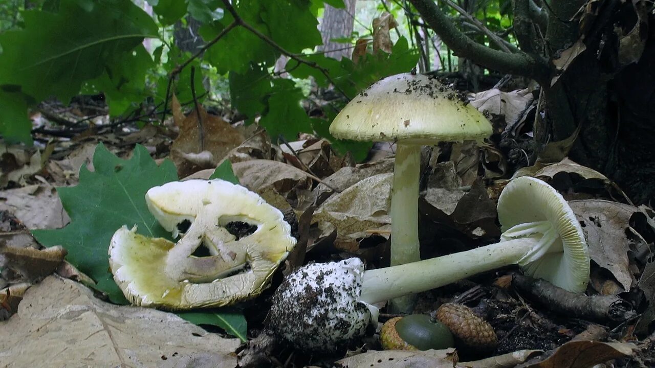 Поганка гриб фото Бледная поганка (Amanita phalloides). Фото на сайте "Грибы: информация и фотогра