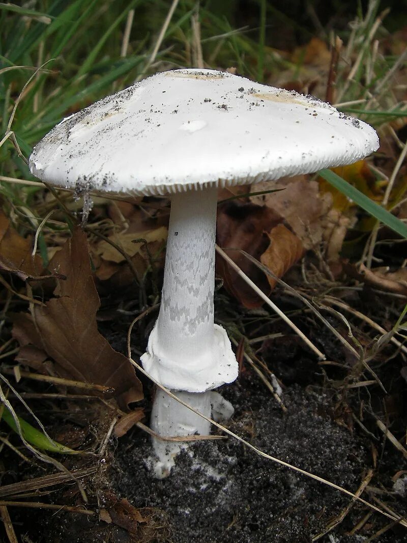 Поганка гриб описание как выглядит Amanita phalloides var. alba - Viquipèdia, l'enciclopèdia lliure