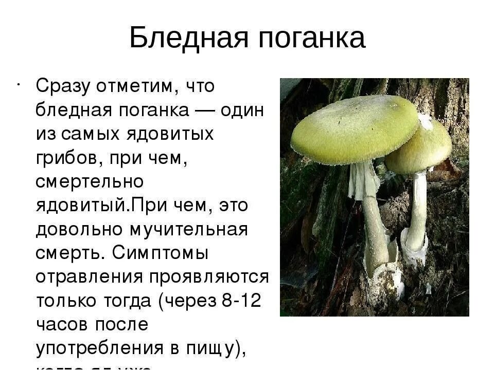 Поганка гриб описание как выглядит Анализы при отравлении поганкой: какие сдать, анализ амантин