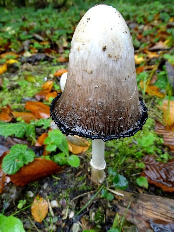 Поганки грибы фото с названиями Penny Bun, Mushroom, Fungus, Bolete Picture. Image: 134104661