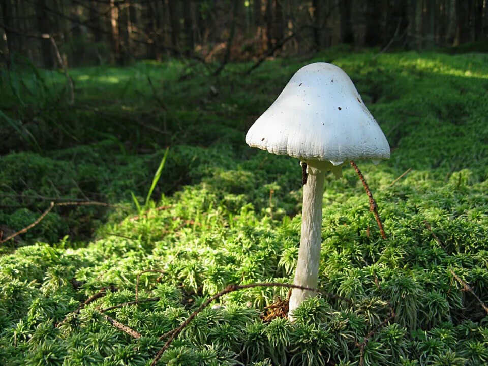 Поганки грибы фото с названиями Белая поганка или Мухомор вонючий (Amanita virosa): фото, описание, сходство и р