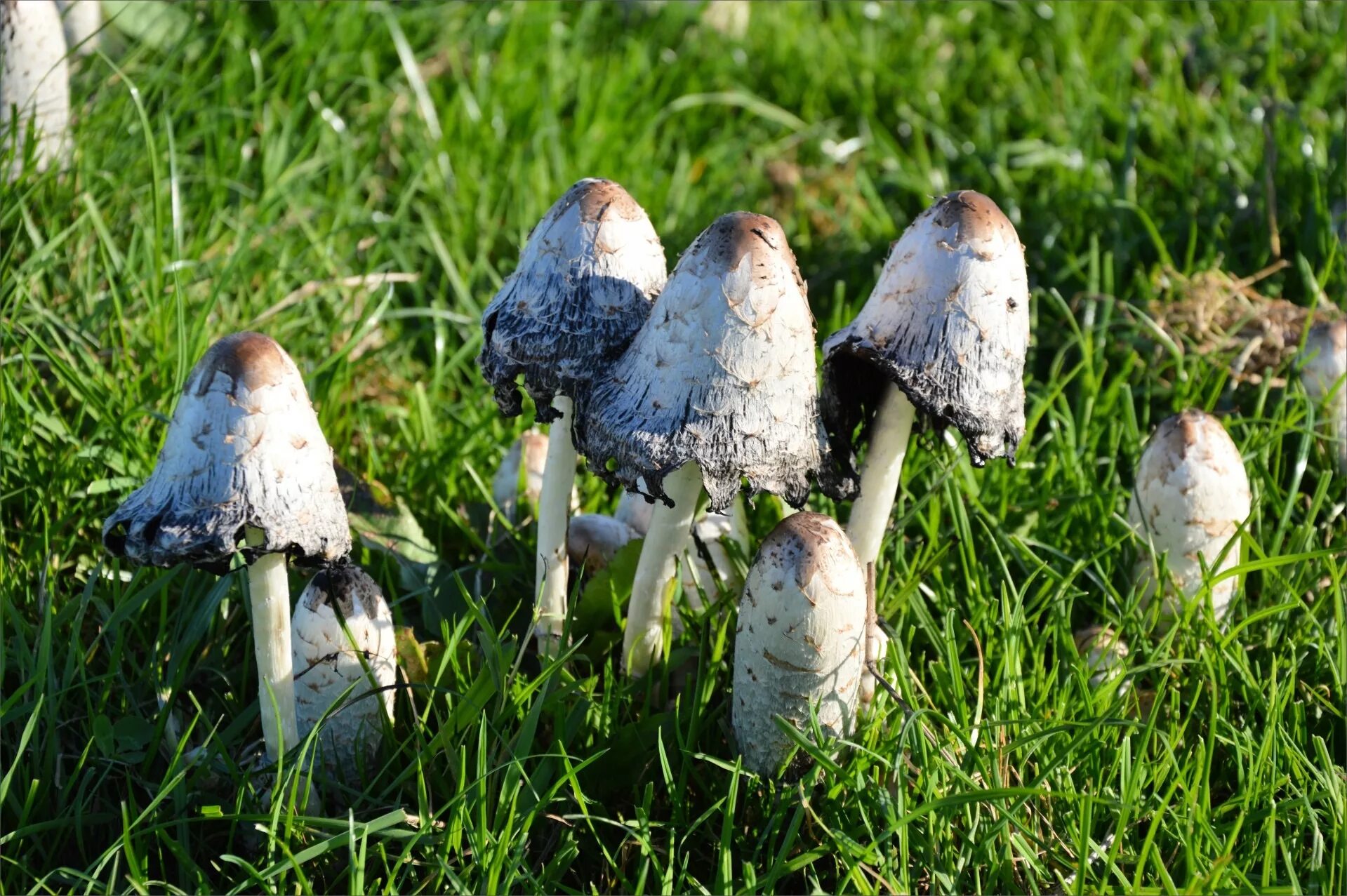 Поганки грибы фото с названиями Free Images : nature, grass, field, lawn, meadow, flower, wildlife, toadstool, f