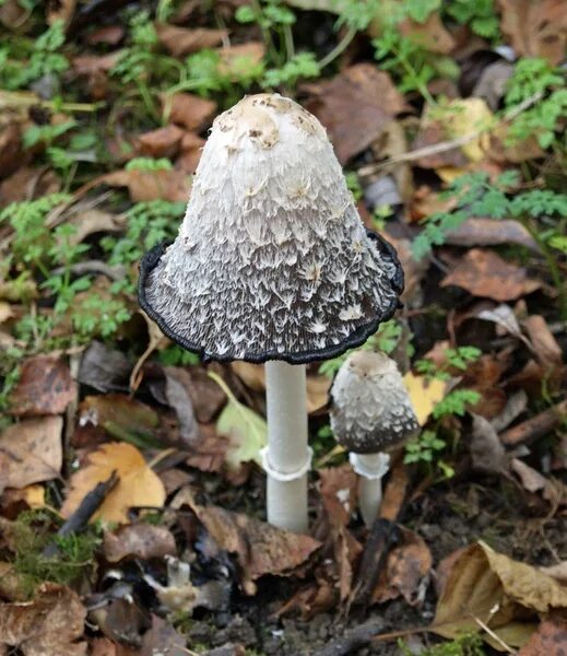 Поганки грибы фото с названиями File:Shaggy Ink Cap .jpg - Wikipedia