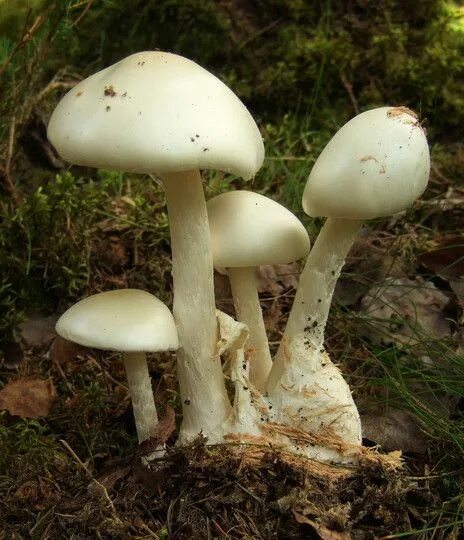 Поганки грибы фото с названиями Pin on mushrooms