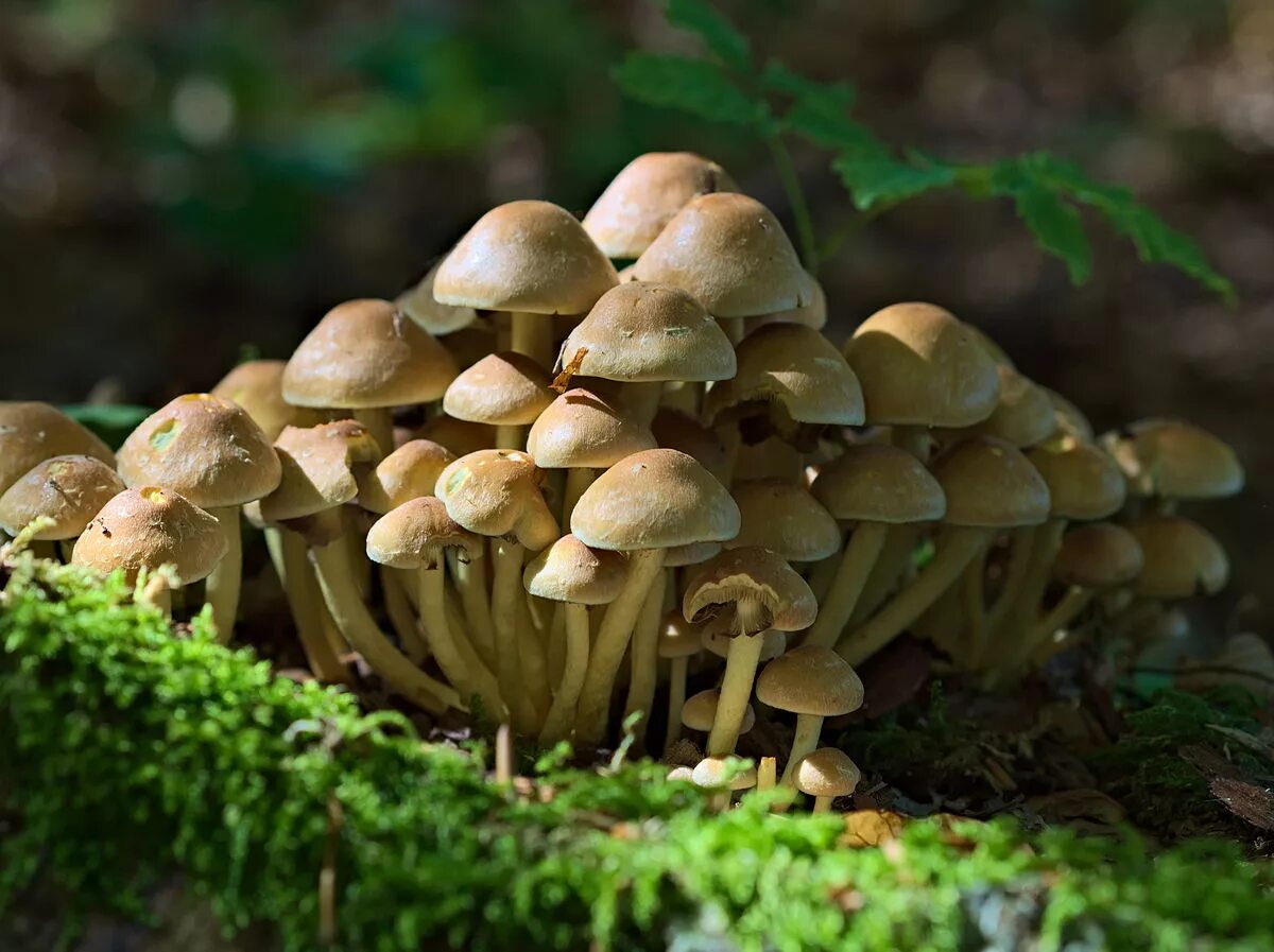 Поганки похожие на опята фото File:2014 Hypholoma fasciculare.jpg - Wikipedia