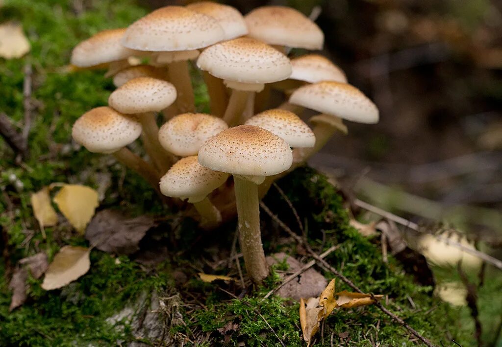 Поганки похожие на опята фото Honey Fungus Honey Fugnus - Armillaria mellea - Опята Russ. Flickr