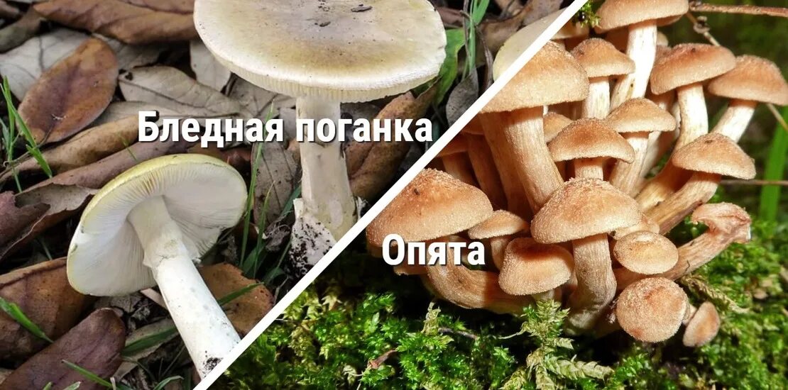 Поганки похожие на опята фото Опята - как выглядят, отличия от других грибов, как обработать и приготовить на 