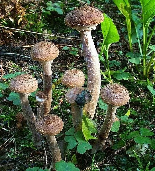 Поганки похожие на опята фото Armillaria ostoyae Опёнок тёмный. Фотография из альбома опёнки и опя́та - 30 из 8