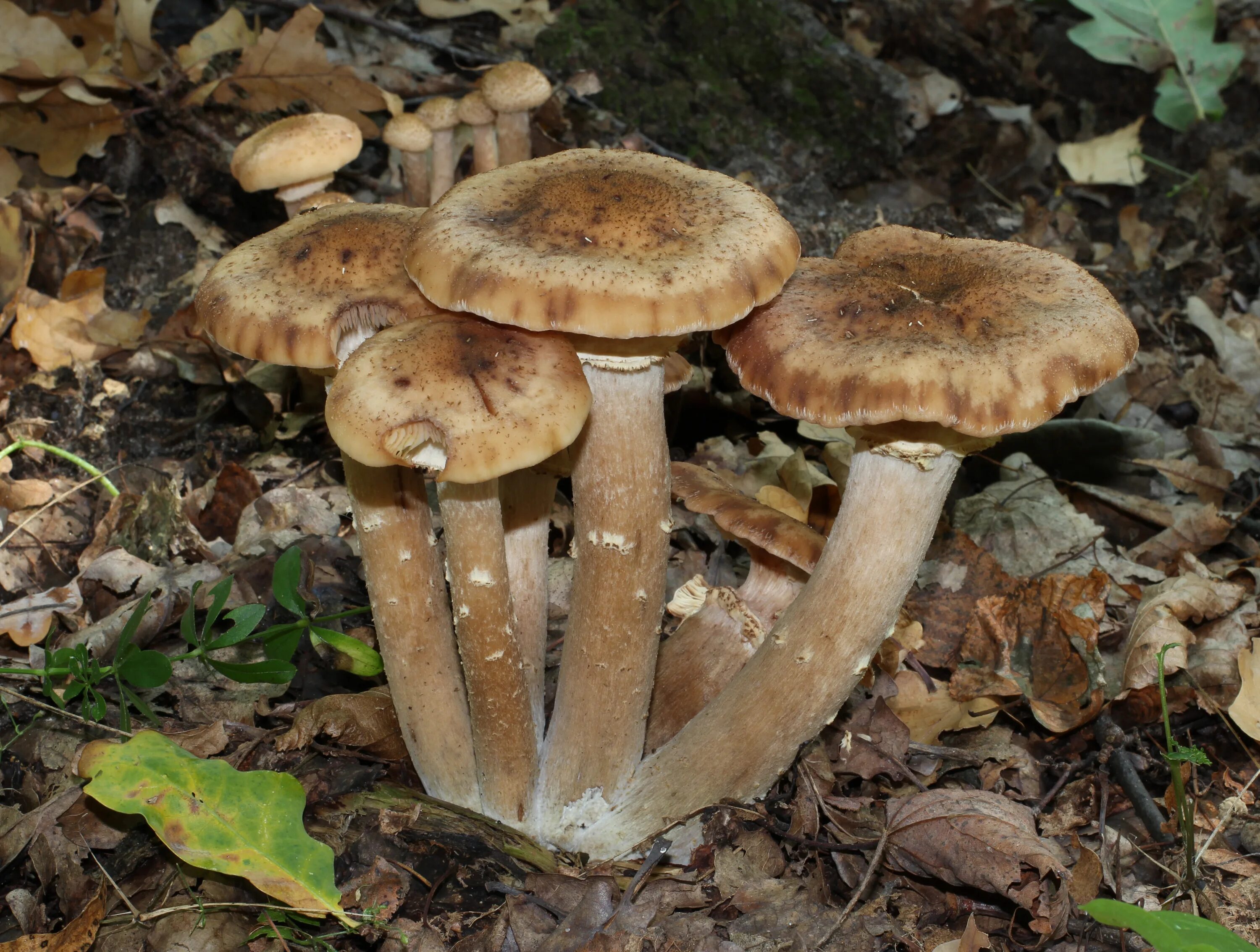 Поганки похожие на опята фото File:Armillaria mellea 2011 G1.jpg - Wikimedia Commons