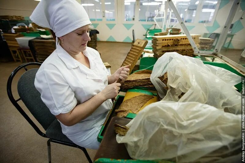 Погарская сигаретно сигарная фабрика фото Как делают сигары в России (60 фото + 1 видео)