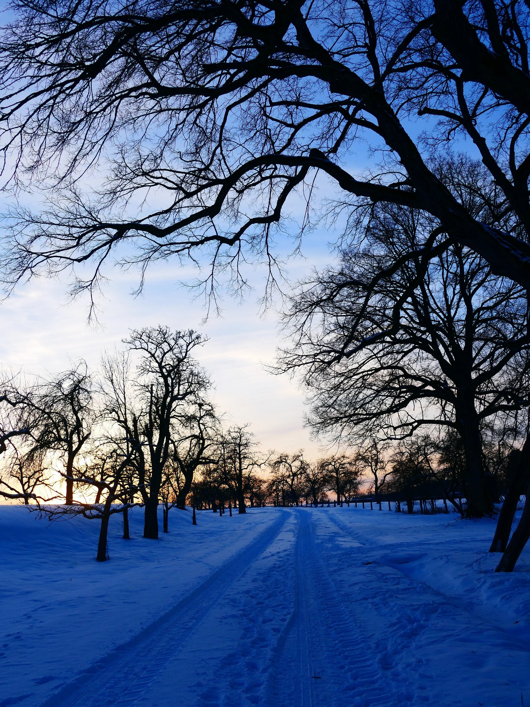 Погода зима фото Free Images : landscape, tree, nature, branch, snow, winter, sky, sunset, sunlig