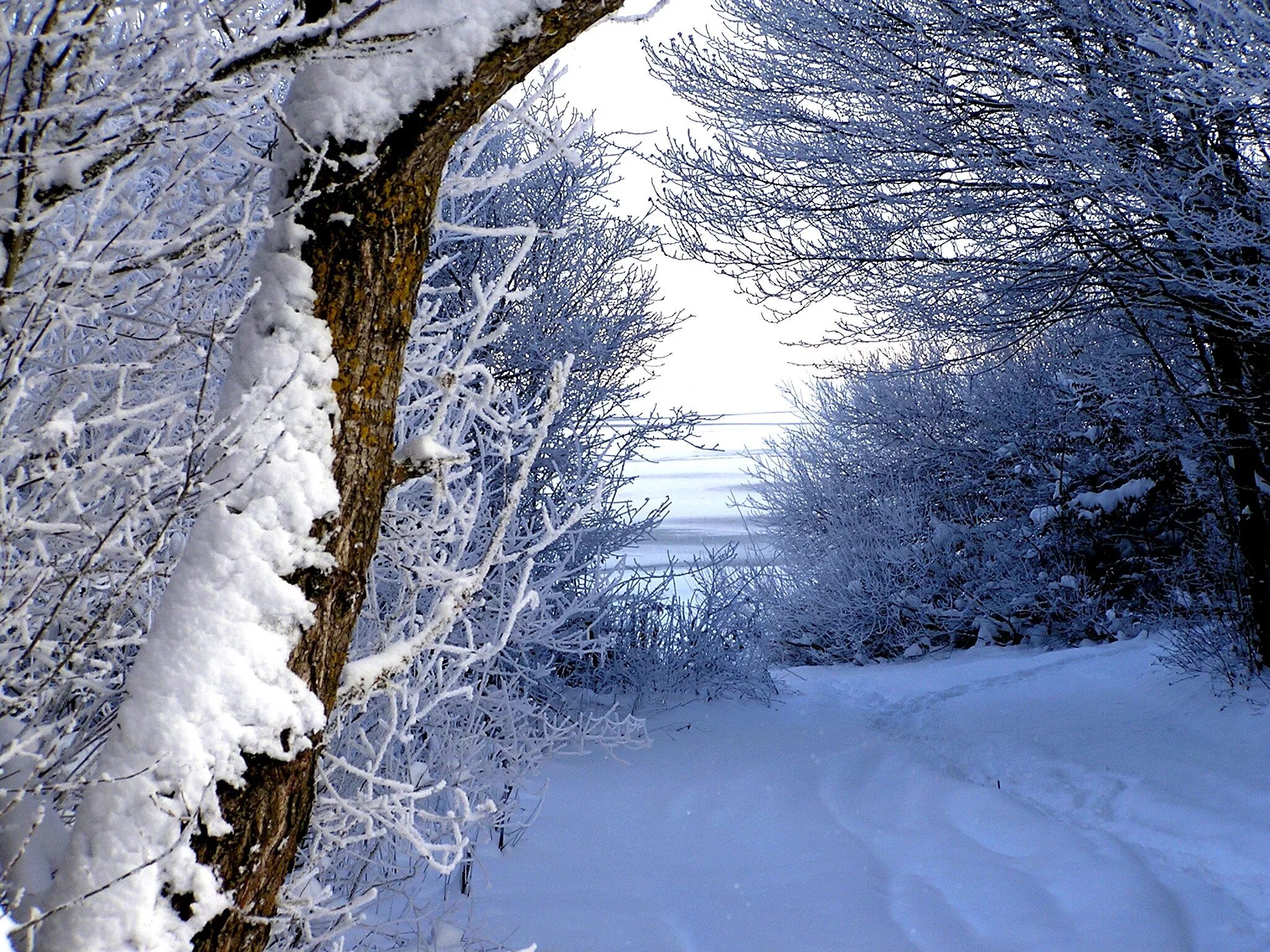 Погода зима фото Free Images : tree, forest, branch, snow, trail, sunlight, frost, ice, weather, 