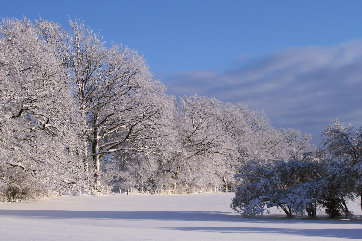 Погода зима фото Free Images : tree, branch, mountain, cold, white, sunlight, flower, frost, ice,