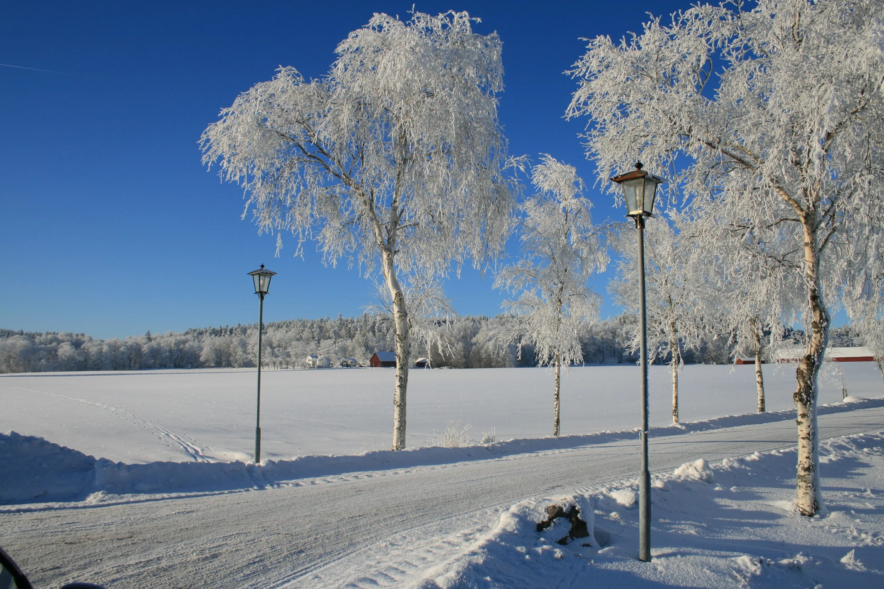 Погода зима фото Free Images : tree, nature, snow, cold, winter, white, frost, ice, weather, snow