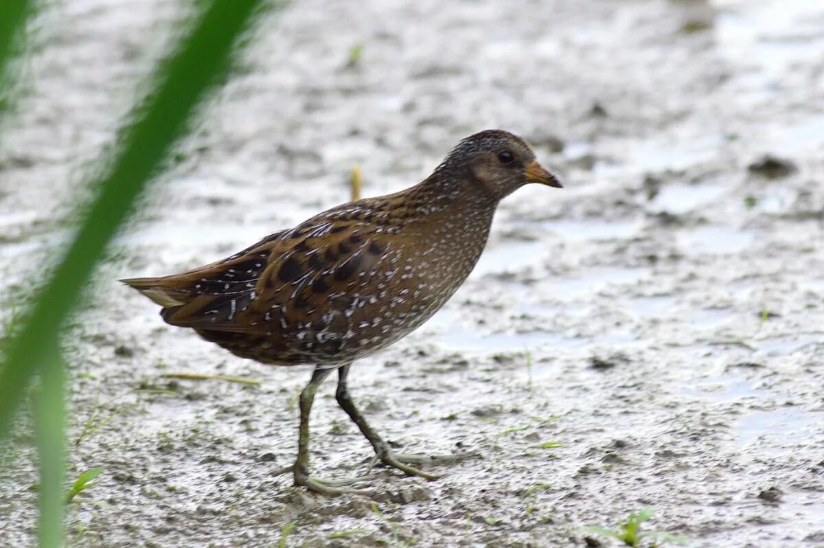 Погоныш фото птицы Spotted Crake (Porzana porzana). Birds of Siberia.