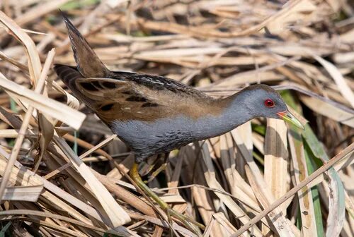 Погоныш фото птицы Little Crake (Zapornia parva) - iNaturalist Australia