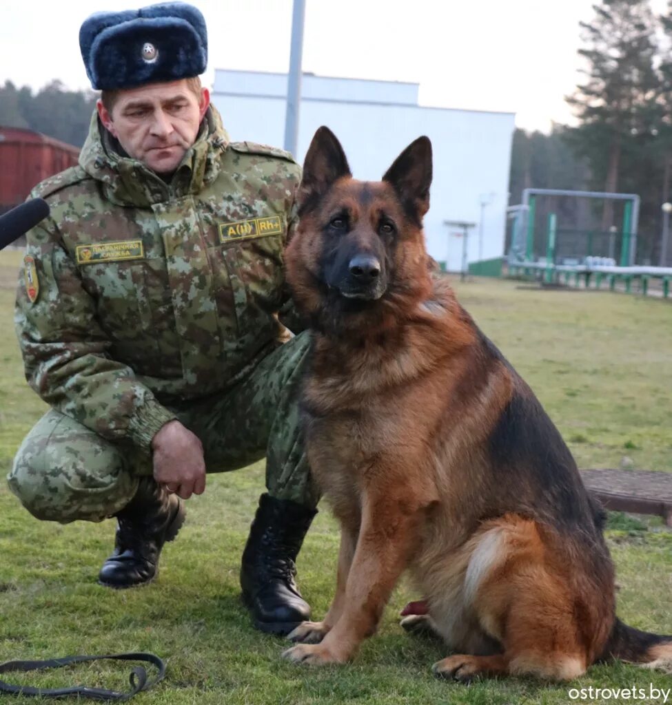 Пограничная овчарка фото Кинологическому центру Сморгонской погрангруппы - 25 лет: как здесь воспитывают 