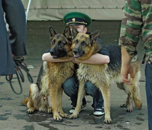 Пограничная овчарка фото Пограничные овчарки.