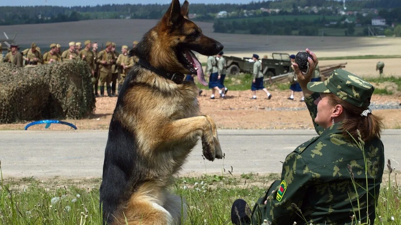 Пограничная овчарка фото Новости Сморгонской пограничной группы