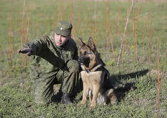 Пограничная овчарка фото Военные кинологи вышли на полосу "Дог биатлона" Всеармейского этапа международно