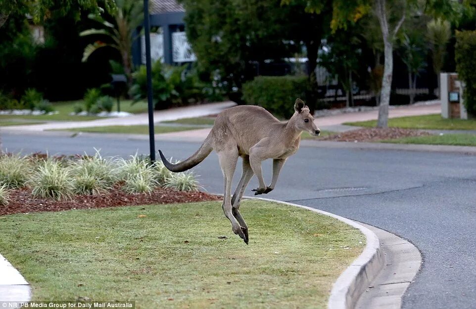 Похититель кенгуру в ярославле фото Dave' the kangaroo wanders the streets of North Lakes, Brisbane Daily Mail Onlin