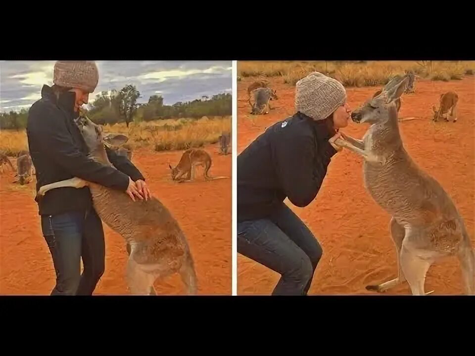 Похититель кенгуру в ярославле фото A Man Saves Kangaroo Stuck in Grate. Must Watch Till End. - YouTube