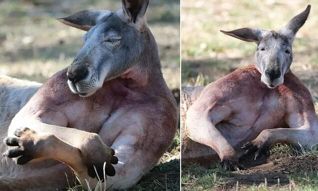 Похититель кенгуру в ярославле фото Buff kangaroo goes viral after showing off his rippling muscles at Australian wi