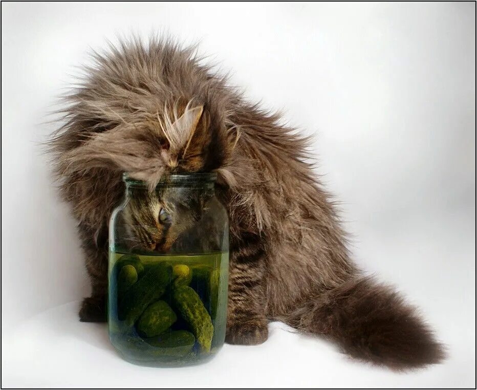 Похмельное утро прикольные картинки Pickles anyone? Cats Do the Darnest Things Pet birds, Cats, kittens, Cats