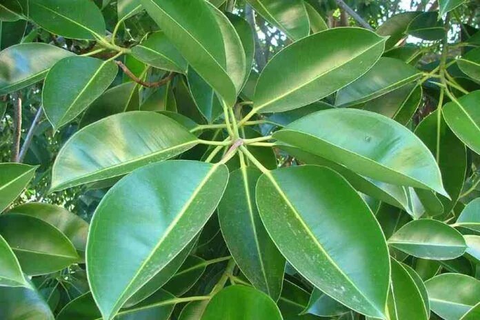 Похож на фикус фото и название Cómo y cuándo plantar Ficus Elástica