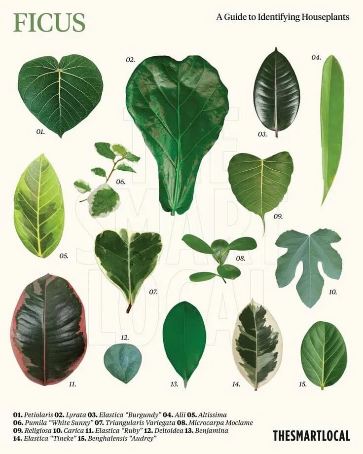 Похож на фикус фото и название Pin by Courtney Hartnett on Plant Life Plant leaf identification, Ficus, Housepl