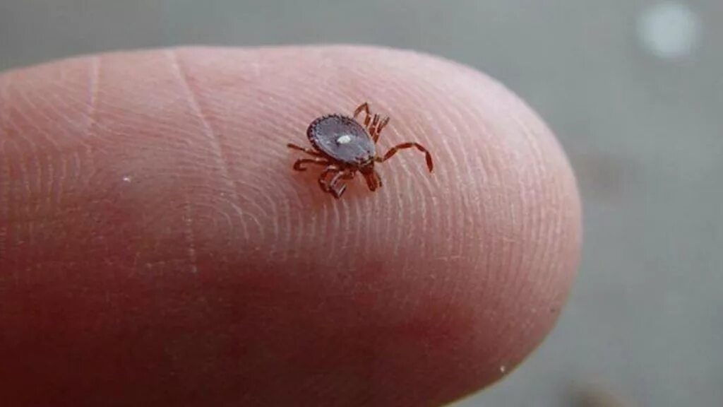 Похожие на клещей фото Tick Bite Causes Meat Allergy - Album on Imgur