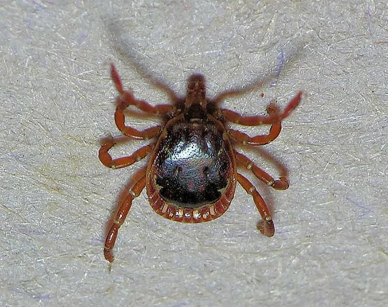 Похожие на клещей фото Lone Star Tick male photo - Mark Dreiling photos at pbase.com