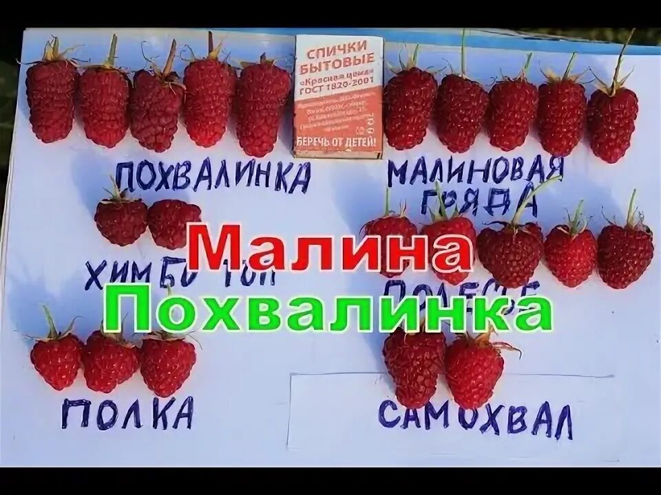 Похвалинка малина описание сорта фото отзывы особенности Малина Похвалинка - YouTube