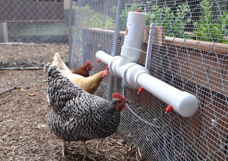 Поилка для кур своими руками фото Community Chickens: Product Review: The Chicken Fountain Chicken waterer, Pvc ch