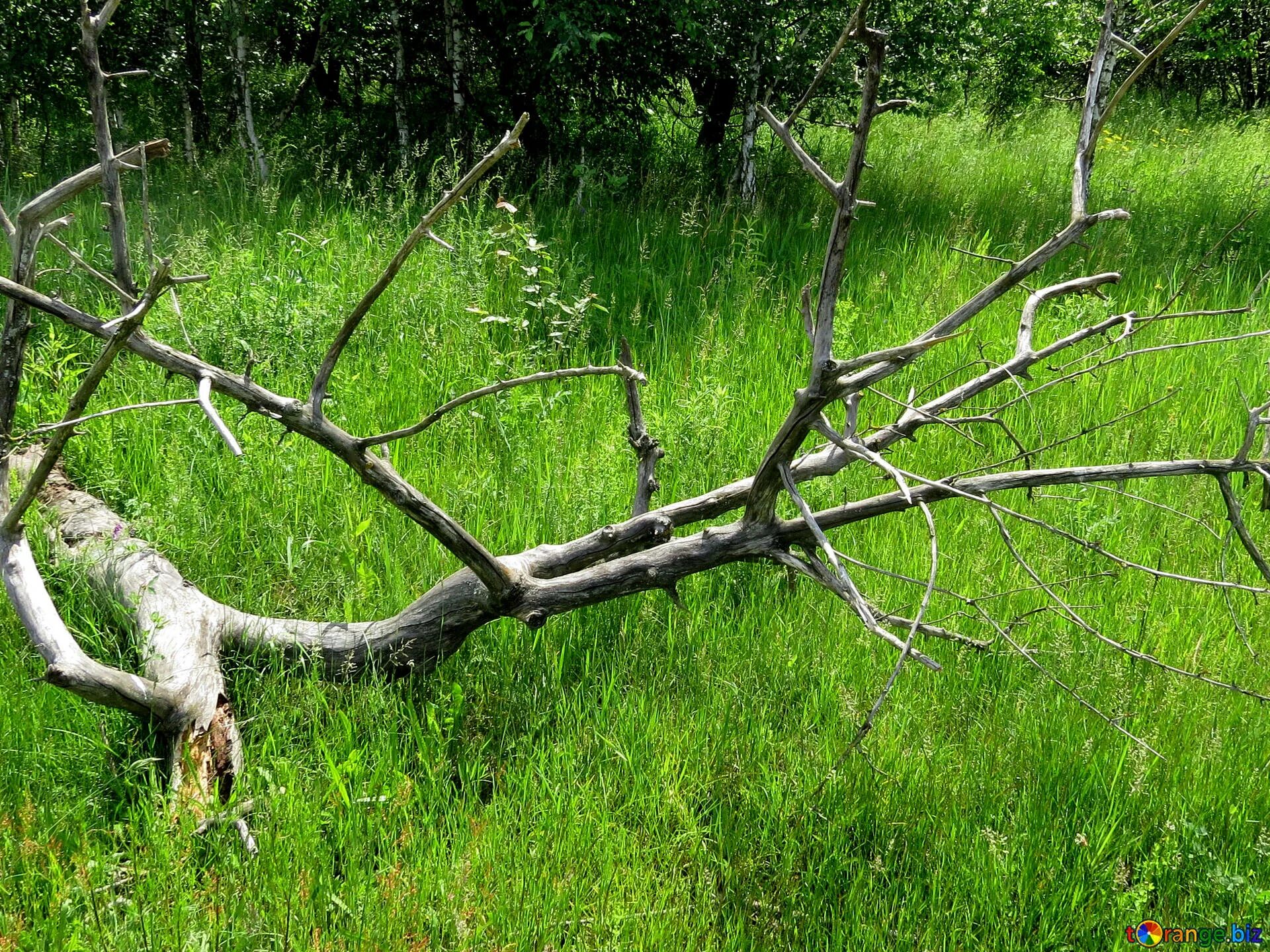 Поиск дерева по фото Old fallen tree free image - № 26670