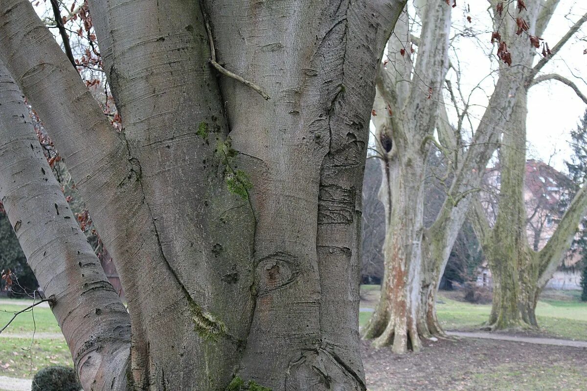 Поиск дерева по фото Free Images : tree, branch, structure, wood, flower, trunk, bark, log, spring, b