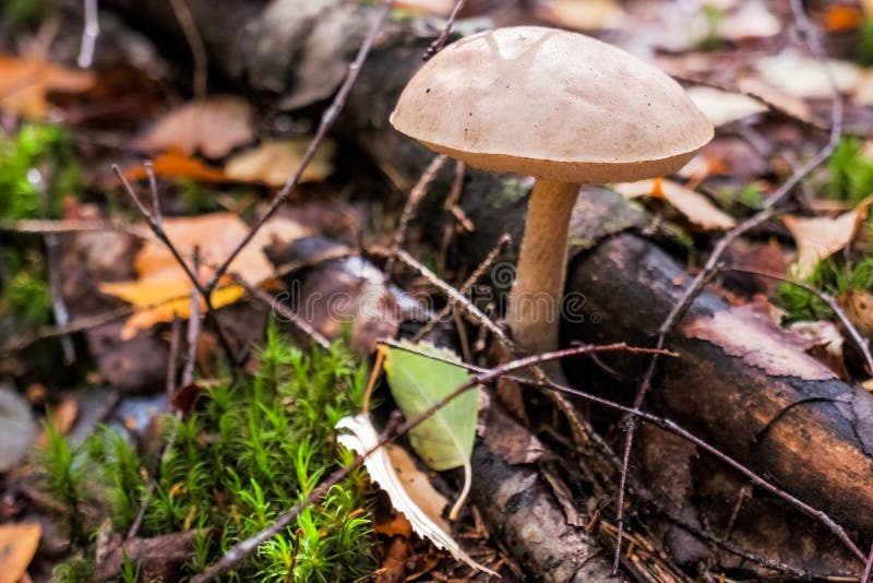 Поиск грибов по фото Picking Up Edible Mushrooms in the Forest. Birch Mushroom or Brown Cap Growing i