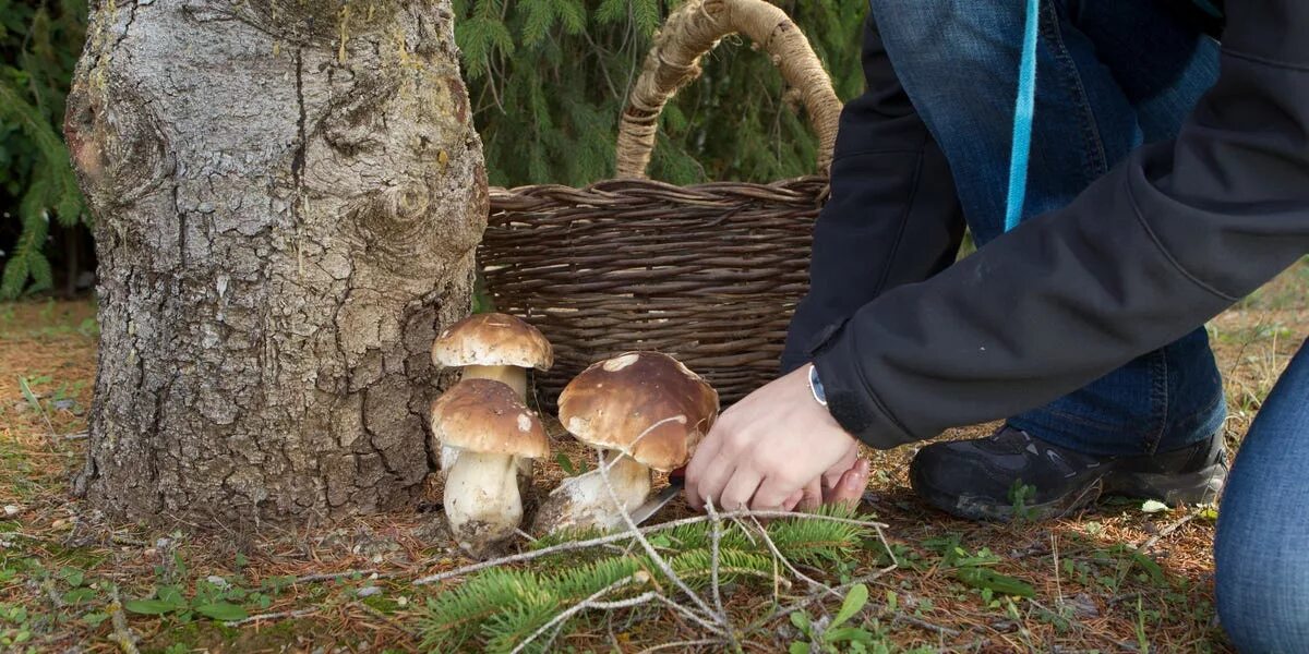 Поиск грибов по фото How to Spot Death-Cap Mushroom - Business Insider